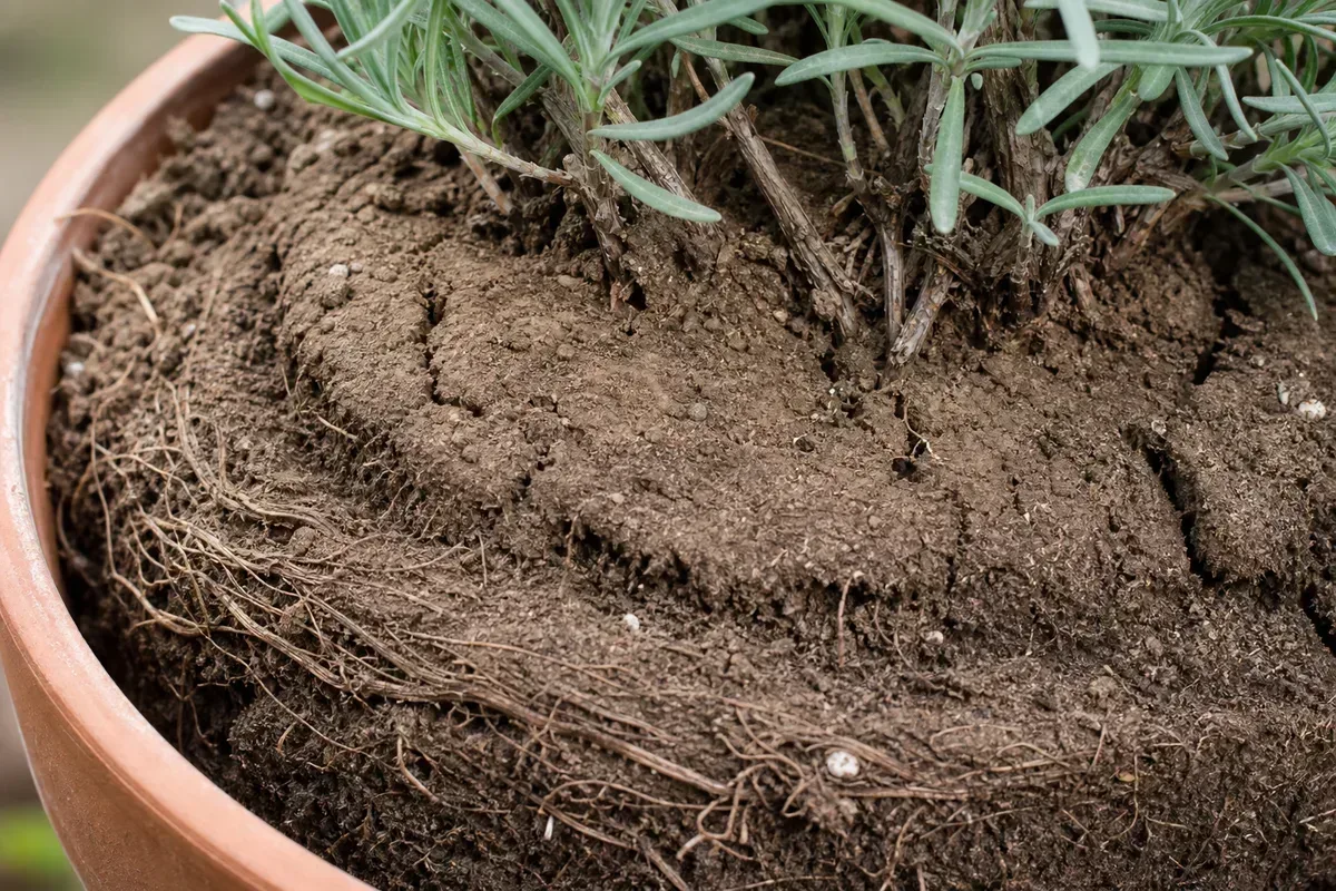 Close-up of Compacted Soil on Lavender - diagnostic detail