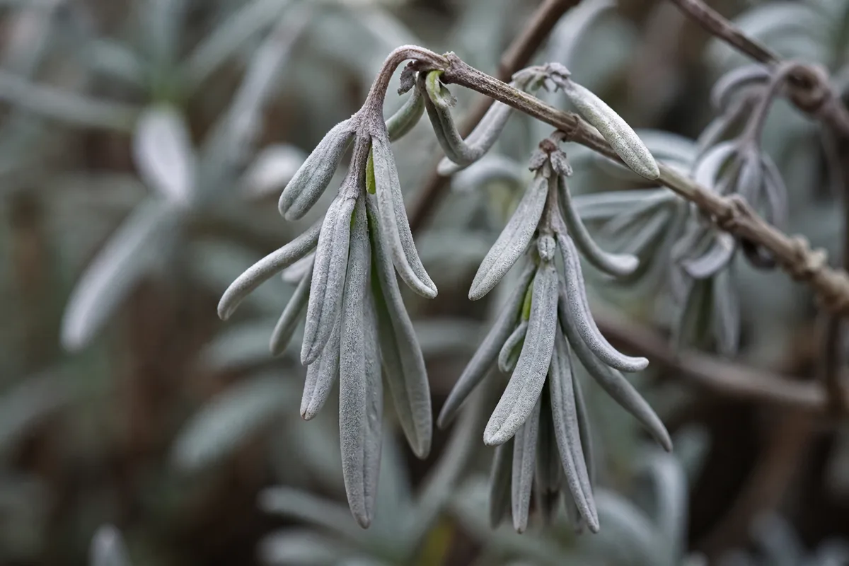Close-up of Drooping Leaves on Lavender - diagnostic detail