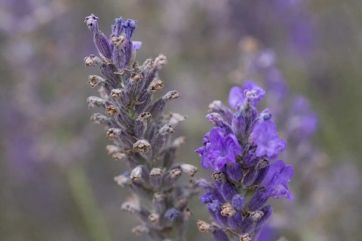 Close-up of Faded Flowers on Lavender - diagnostic detail