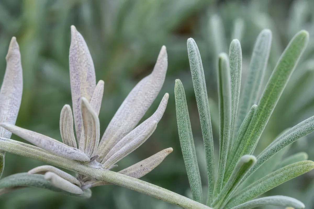 Close-up of Faded Leaves on Lavender - diagnostic detail