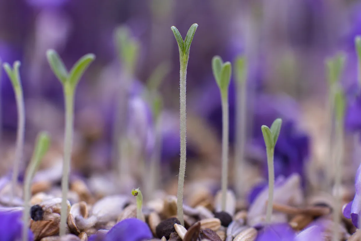 Close-up of Leggy Seedlings on Lavender - diagnostic detail
