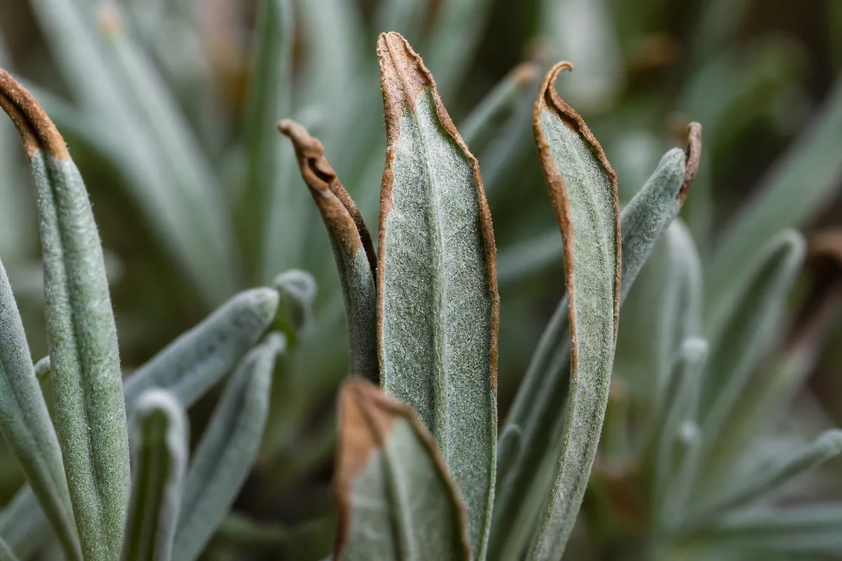 Close-up of Low Humidity on Lavender - diagnostic detail