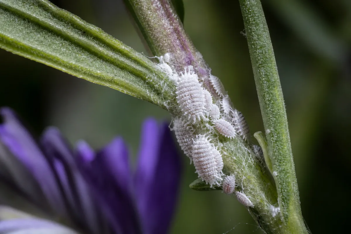 Close-up of Mealybugs on Lavender - diagnostic detail