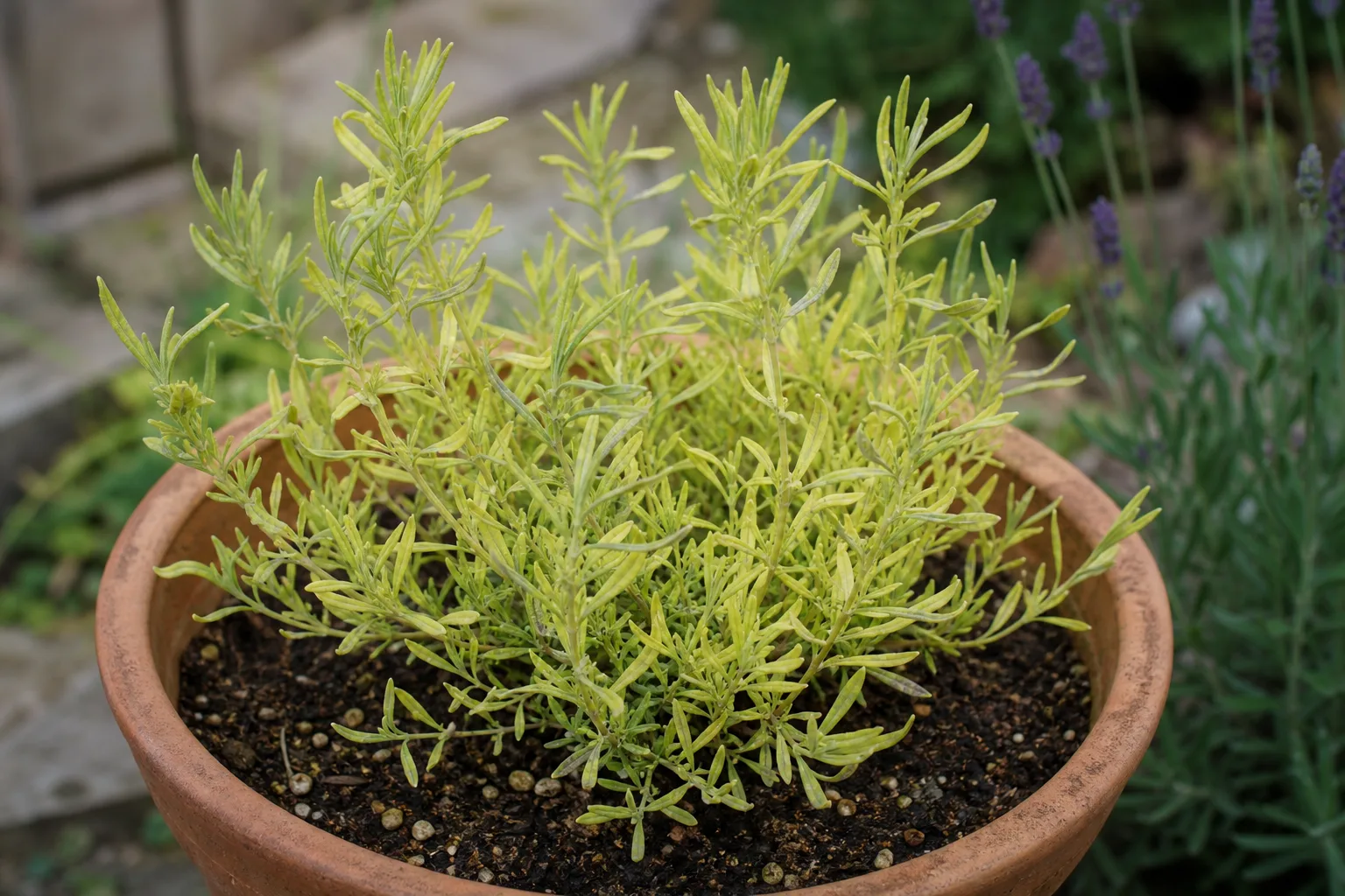 Nitrogen Deficiency on Lavender - visible symptom on the plant