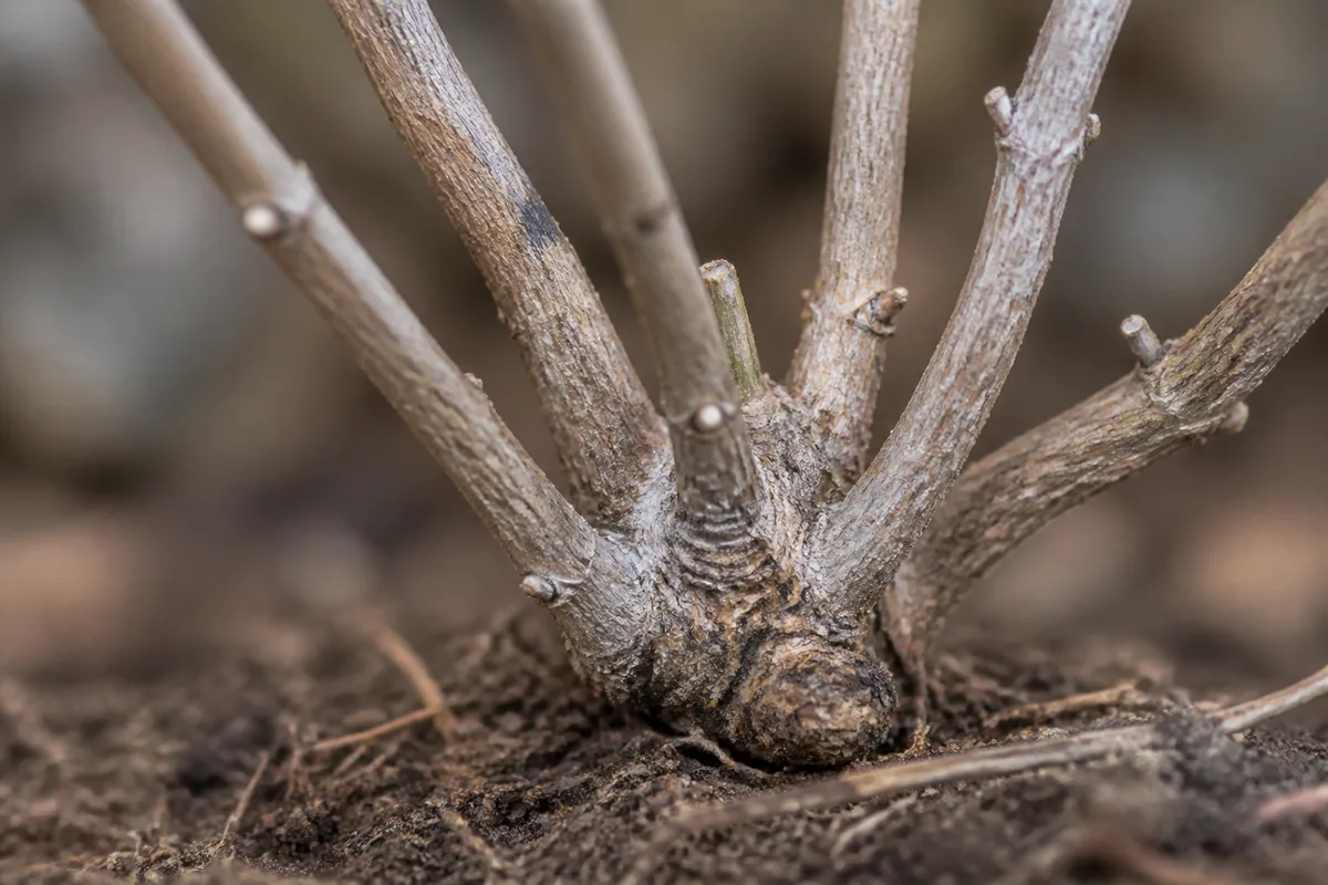 Close-up of No New Growth on Lavender - diagnostic detail