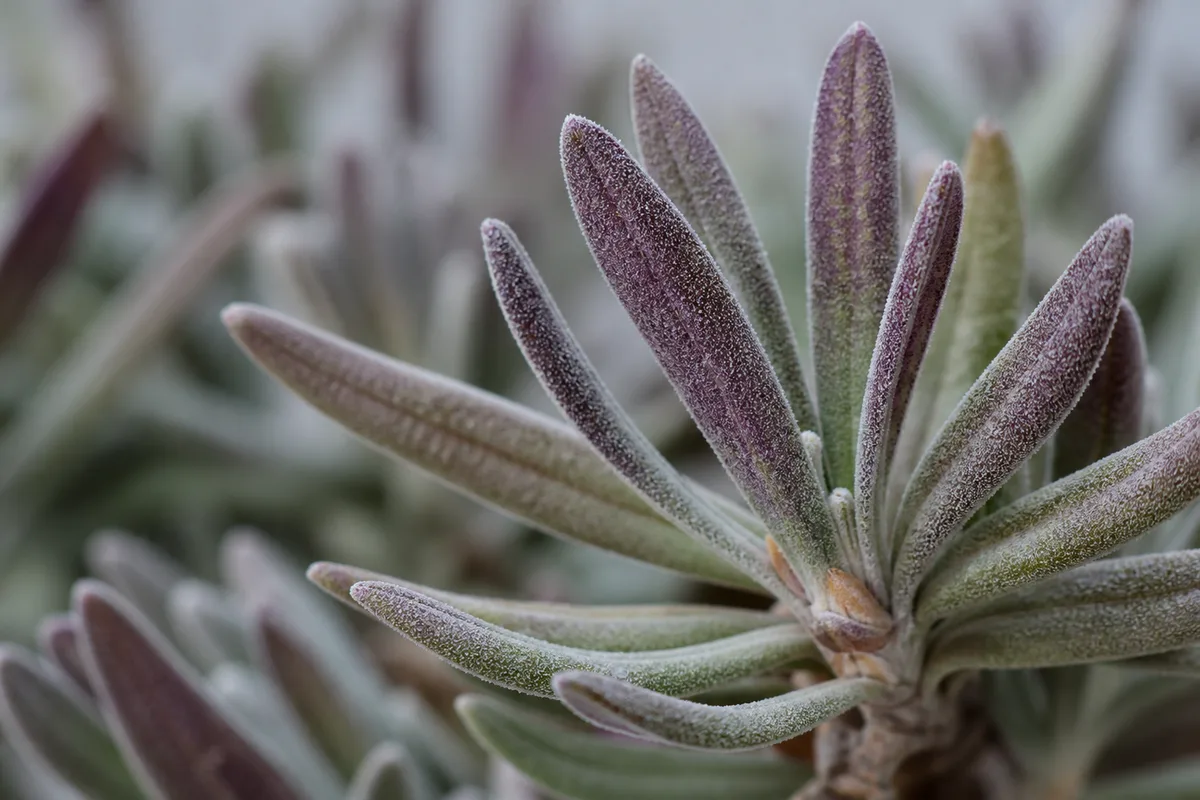 Close-up of Purple Leaves on Lavender - diagnostic detail