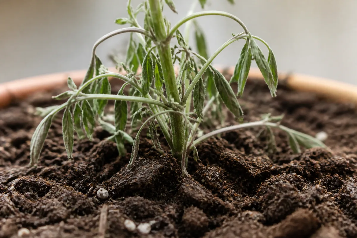 Close-up of Repotting Stress on Lavender - diagnostic detail