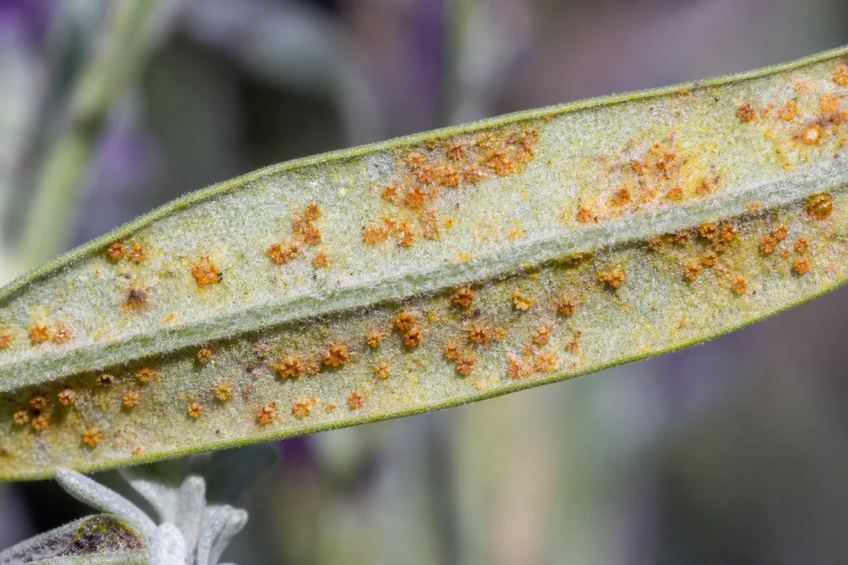 Close-up of Rust Disease on Lavender - diagnostic detail