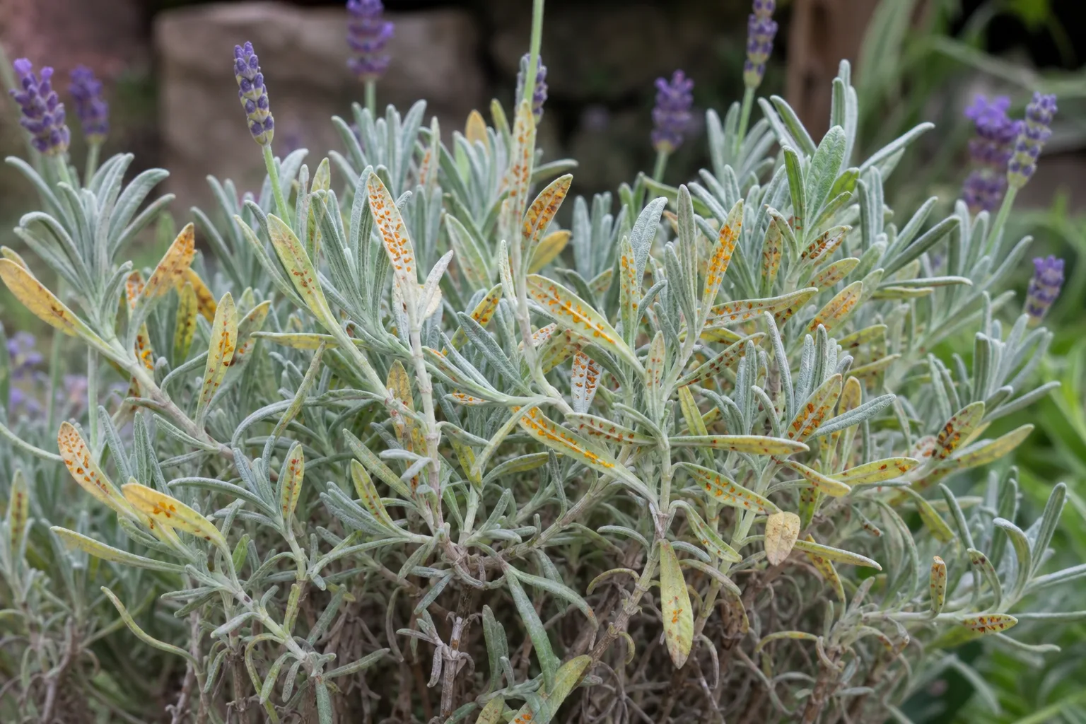 Rust Disease on Lavender - visible symptom on the plant