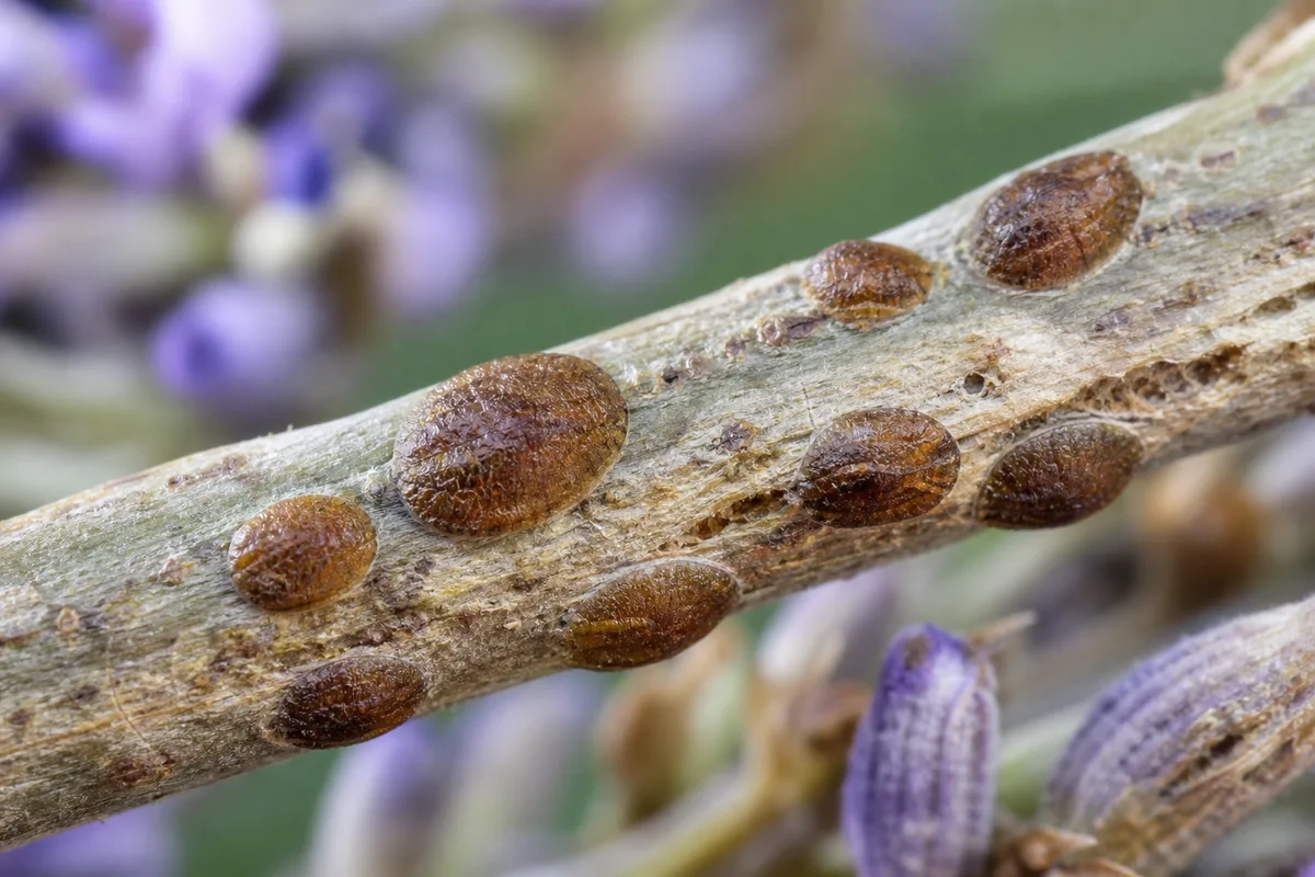 Close-up of Scale Insects on Lavender - diagnostic detail