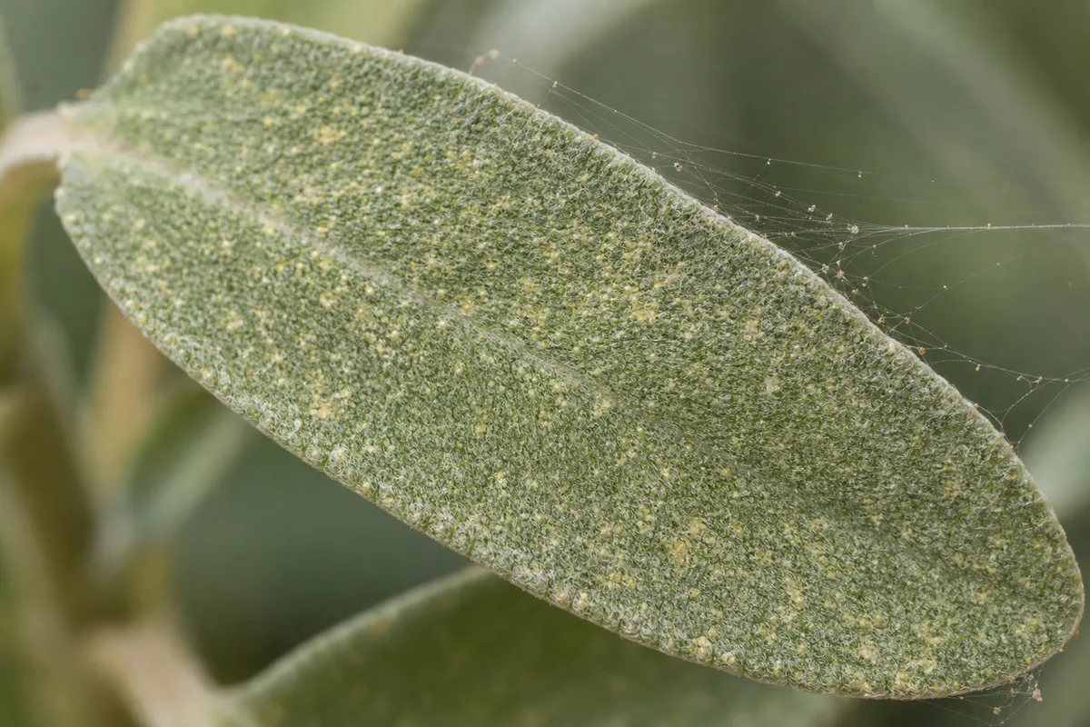 Close-up of Spider Mites on Lavender - diagnostic detail