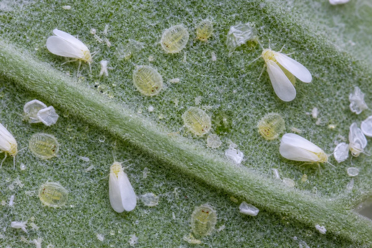 Close-up of Whiteflies on Lavender - diagnostic detail