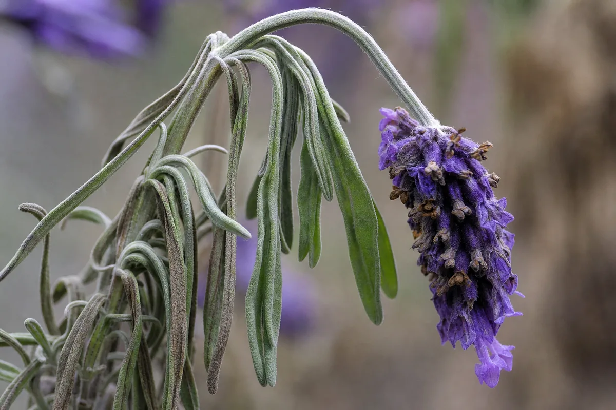 Close-up of Wilting on Lavender - diagnostic detail