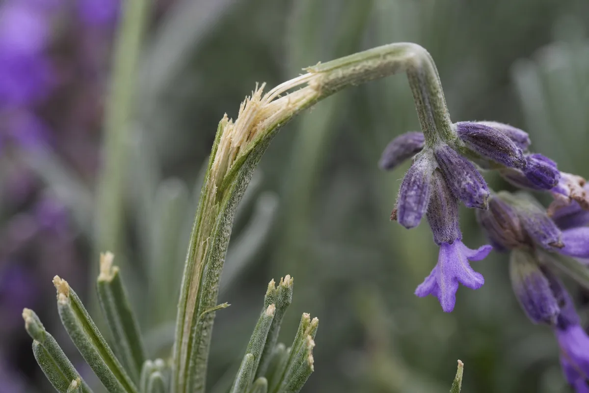 Close-up of Wind Damage on Lavender - diagnostic detail