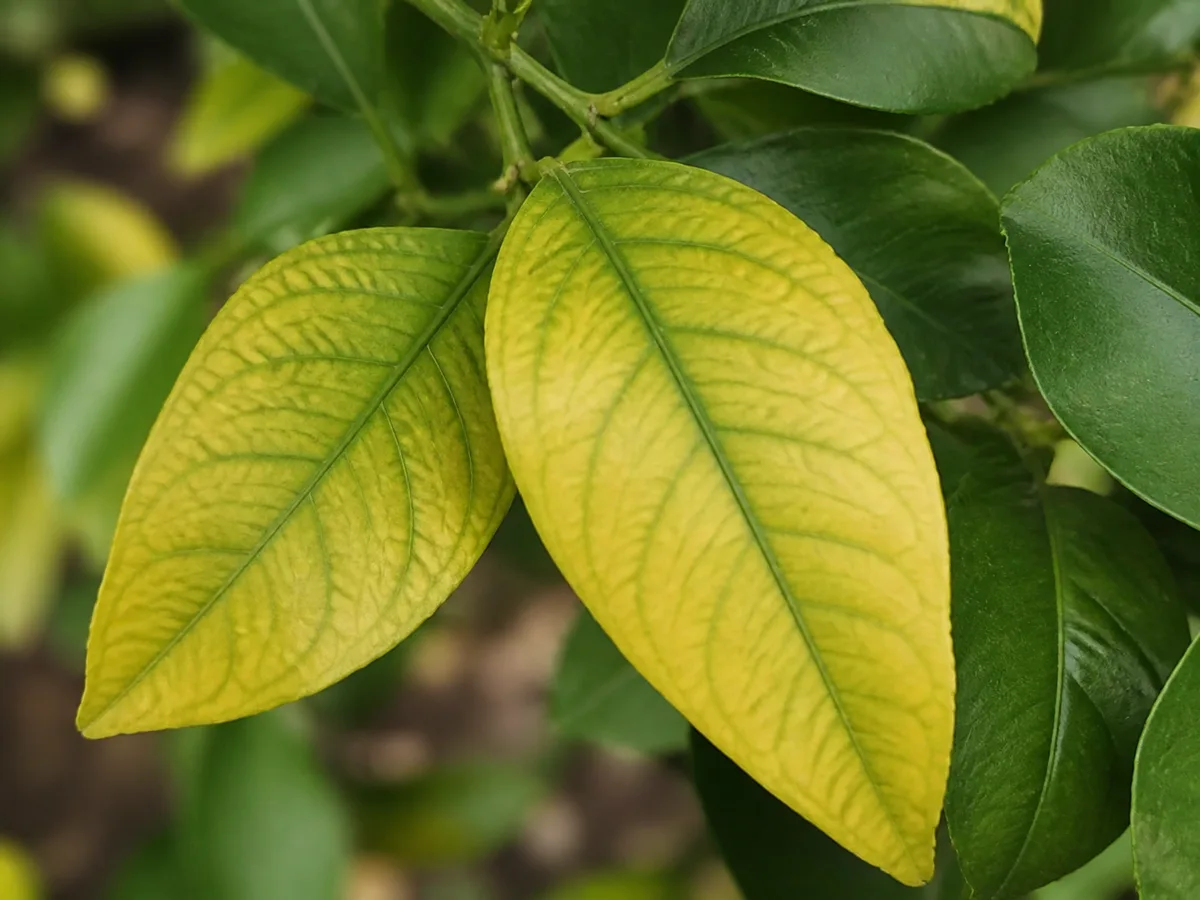 Close view of lemon leaves with yellow tissue between green veins, showing interveinal chlorosis