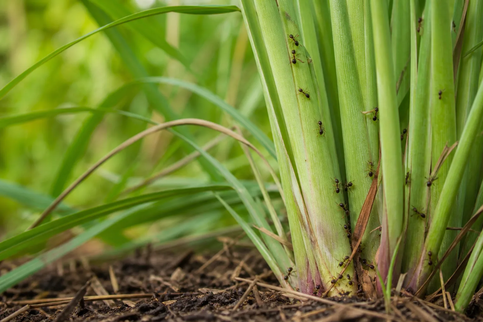 Ants on Plant on Lemongrass - visible symptom on the plant