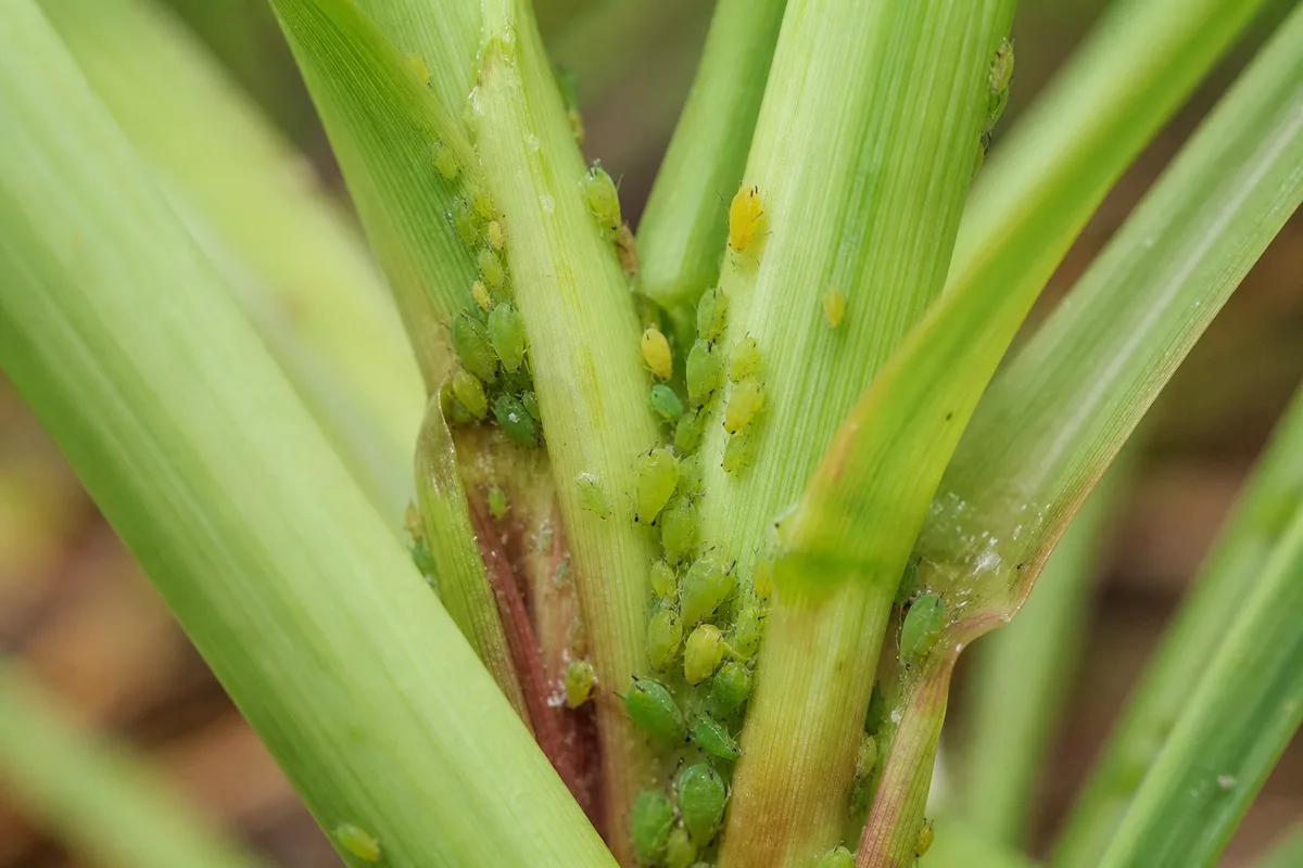 Close-up of Aphids on Lemongrass - diagnostic detail
