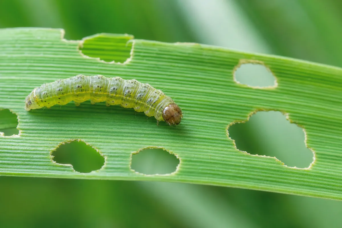 Close-up of Caterpillars on Lemongrass - diagnostic detail