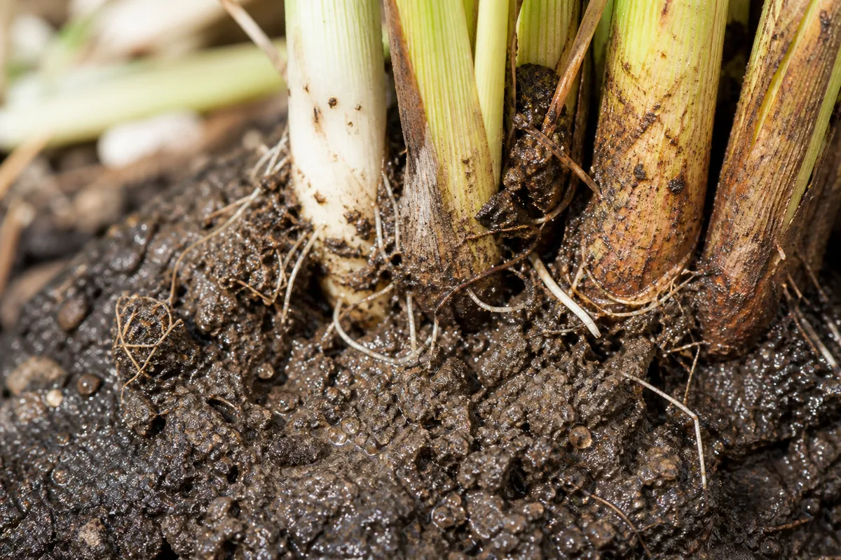 Close-up of Compacted Soil on Lemongrass - diagnostic detail