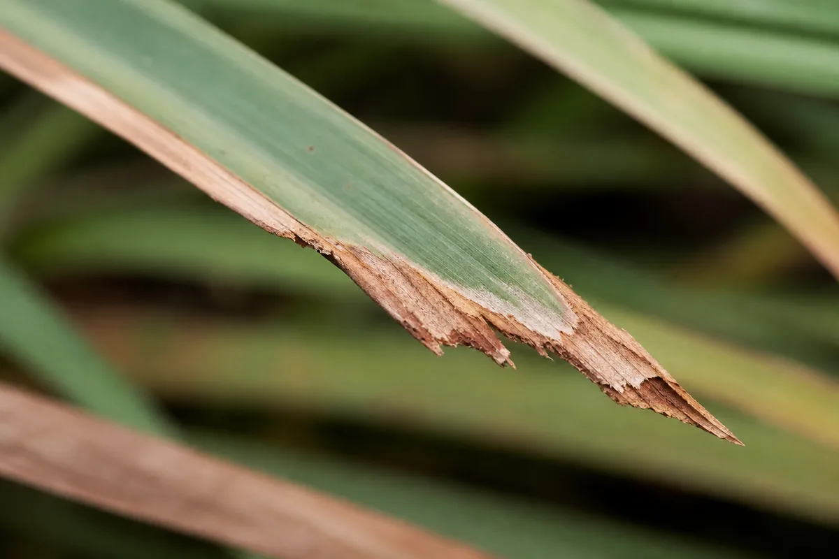 Close-up of Crispy Leaves on Lemongrass - diagnostic detail