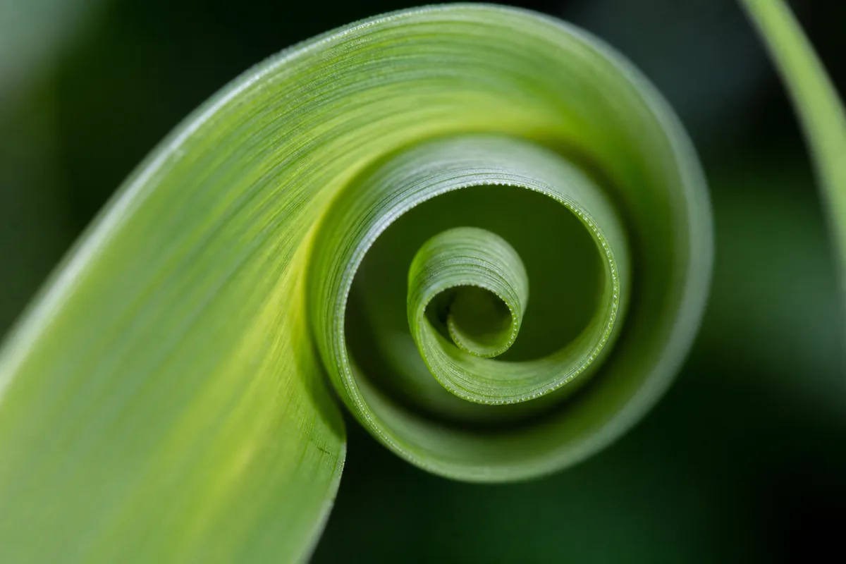 Close-up of Curling Leaves on Lemongrass - diagnostic detail