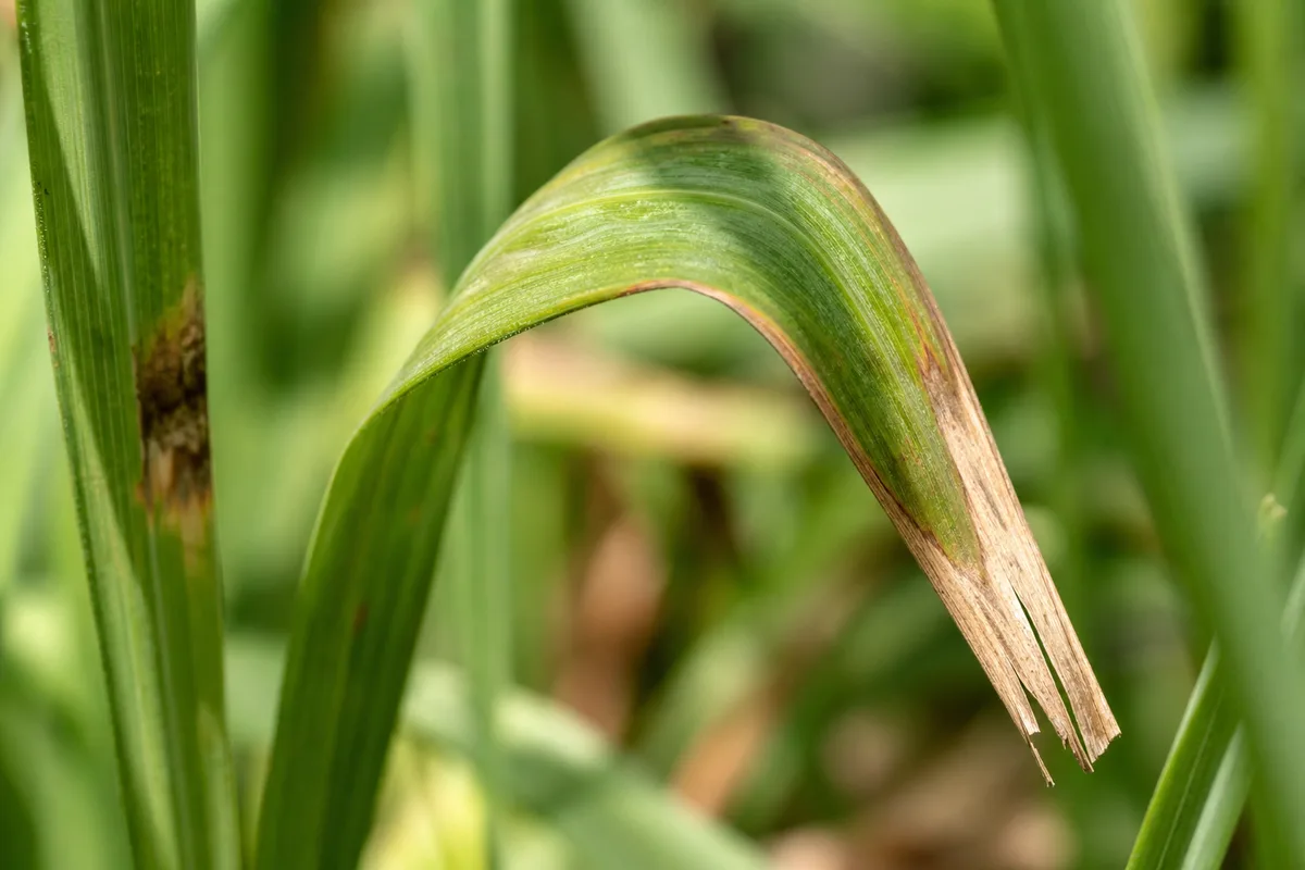 Close-up of Drooping Leaves on Lemongrass - diagnostic detail