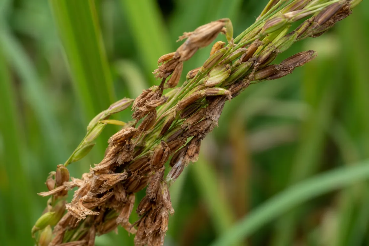Close-up of Flowers Turning Brown on Lemongrass - diagnostic detail