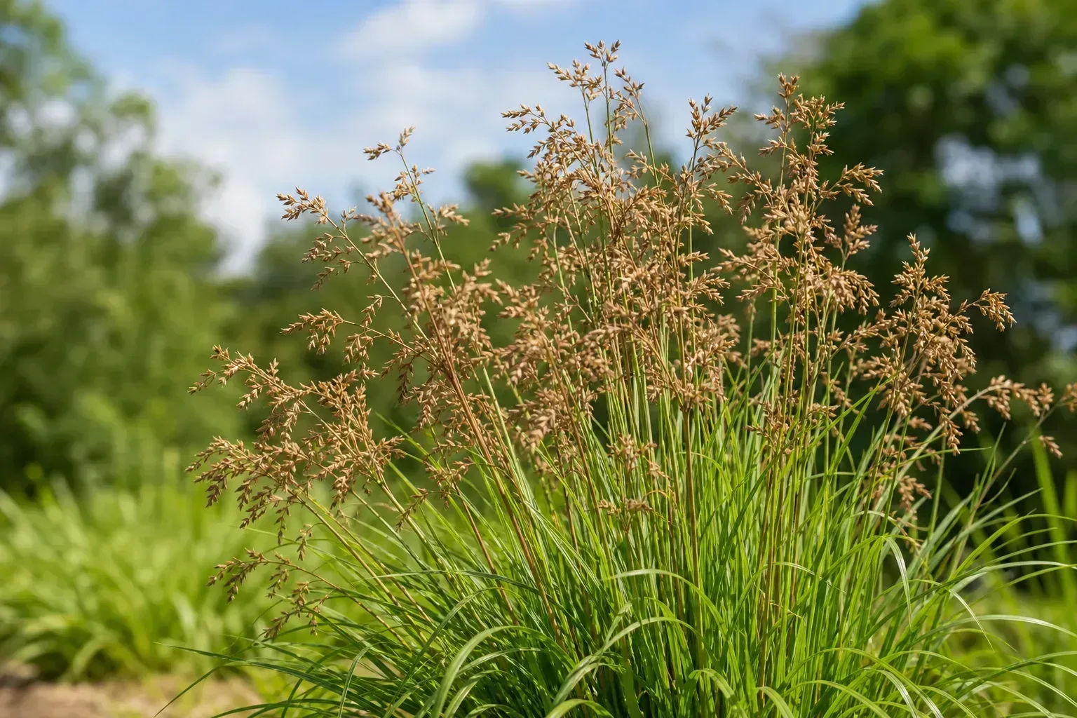 Flowers Turning Brown on Lemongrass - visible symptom on the plant