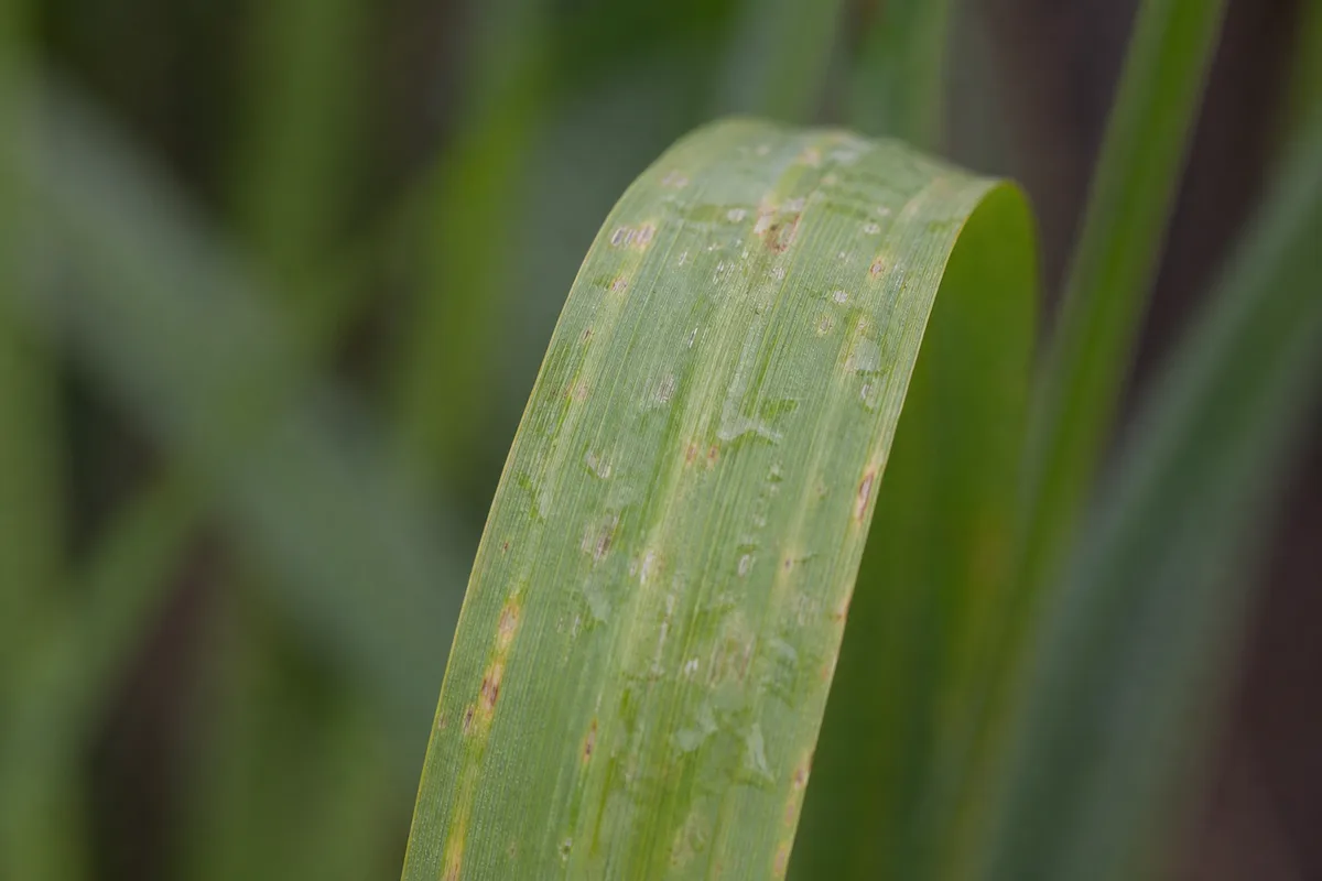 Close-up of High Humidity on Lemongrass - diagnostic detail
