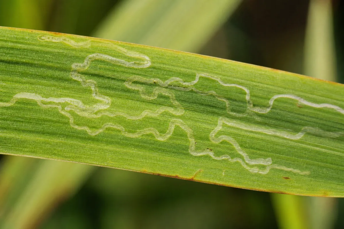 Close-up of Leaf Miners on Lemongrass - diagnostic detail