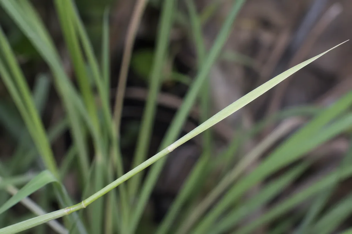 Close-up of Leggy Growth on Lemongrass - diagnostic detail