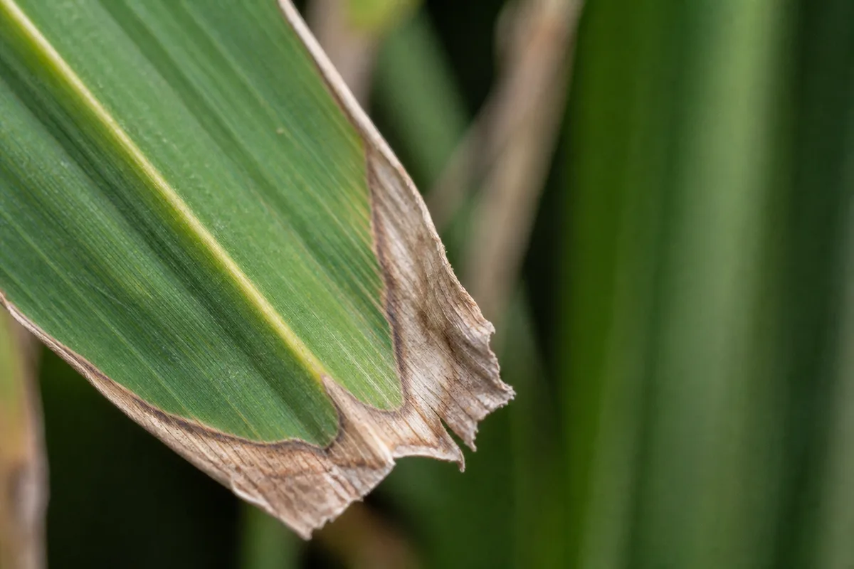 Close-up of Low Humidity on Lemongrass - diagnostic detail