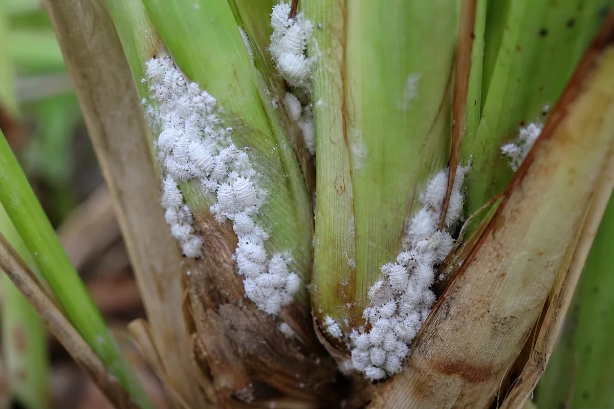 Close-up of Mealybugs on Lemongrass - diagnostic detail