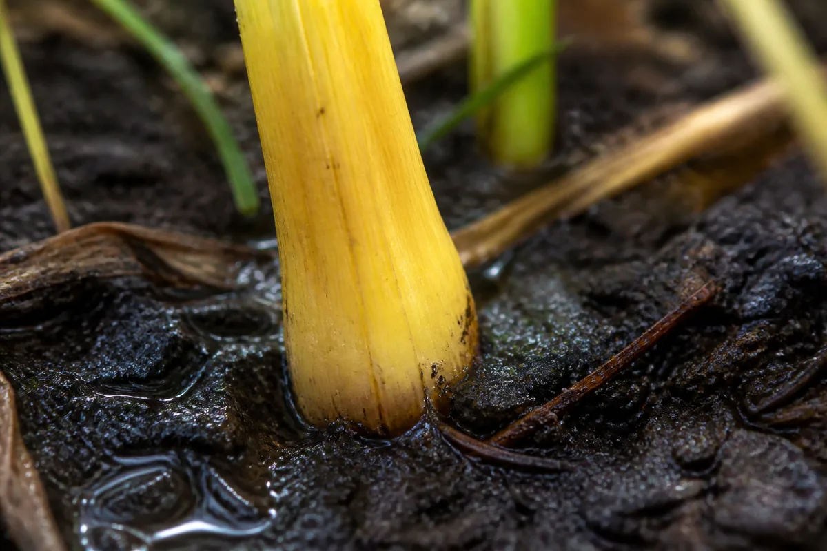 Close-up of Overwatering on Lemongrass - diagnostic detail