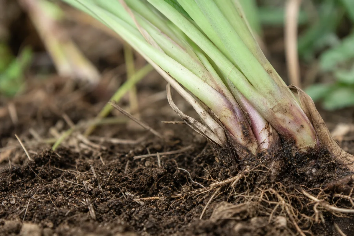 Close-up of Plant Leaning on Lemongrass - diagnostic detail