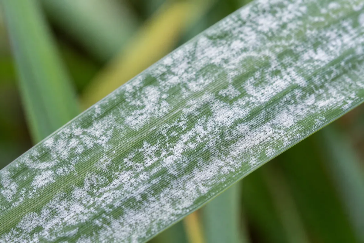 Close-up of Powdery Mildew on Lemongrass - diagnostic detail