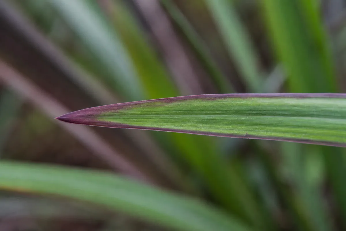 Close-up of Purple Leaves on Lemongrass - diagnostic detail