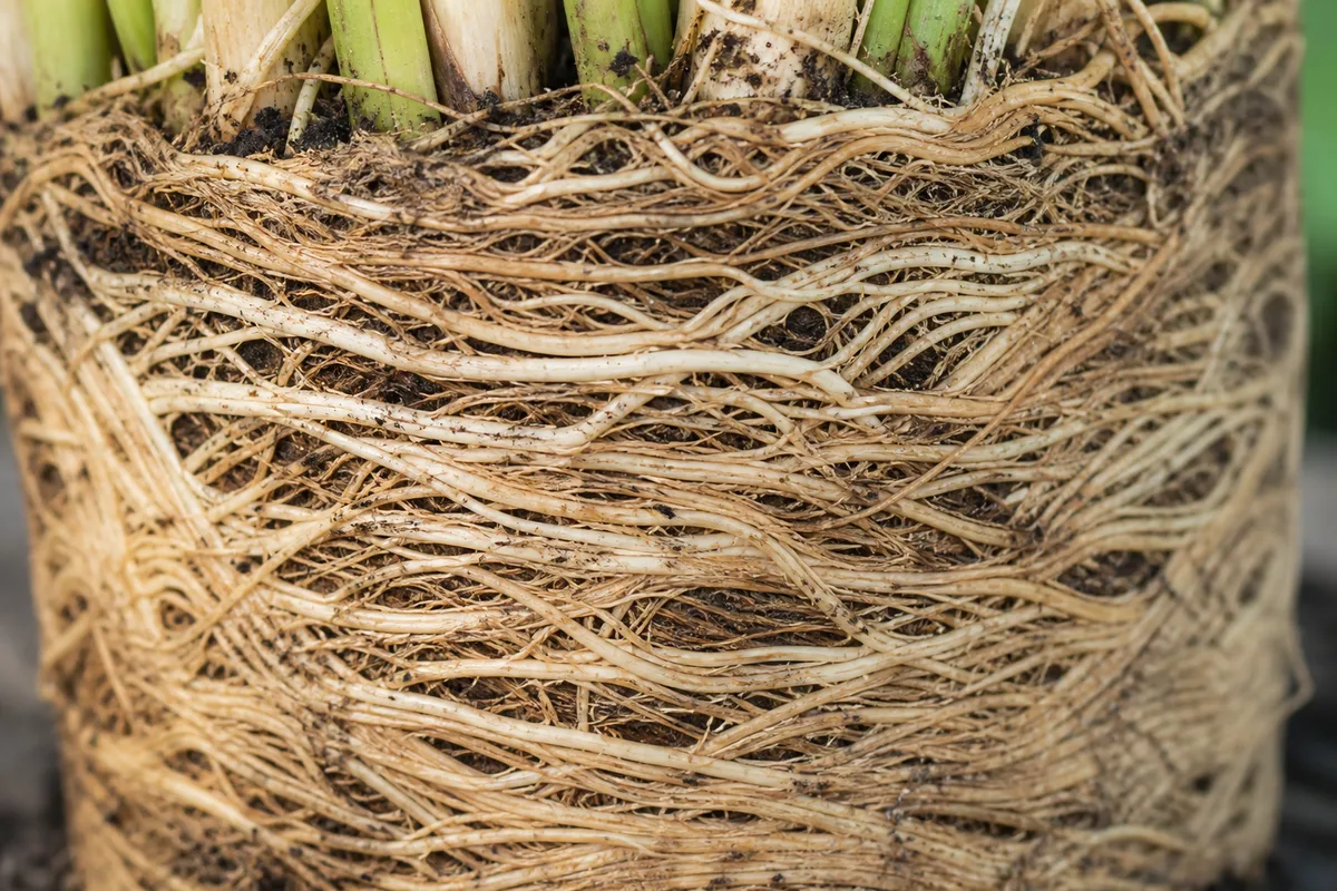 Close-up of Root Bound on Lemongrass - diagnostic detail