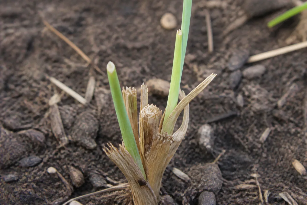 Close-up of Slow Growth on Lemongrass - diagnostic detail
