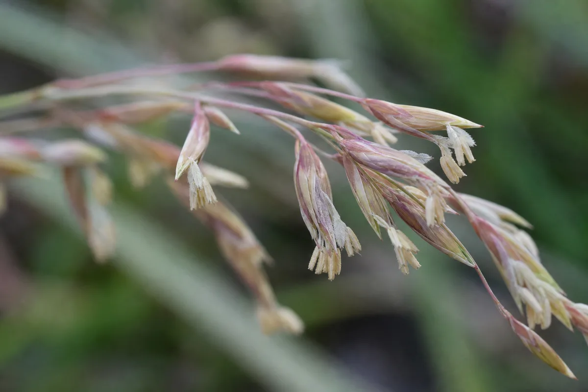 Close-up of Small Flowers on Lemongrass - diagnostic detail