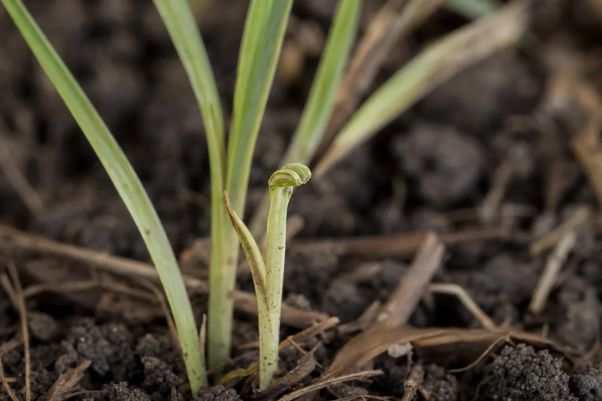 Close-up of Stunted Growth on Lemongrass - diagnostic detail