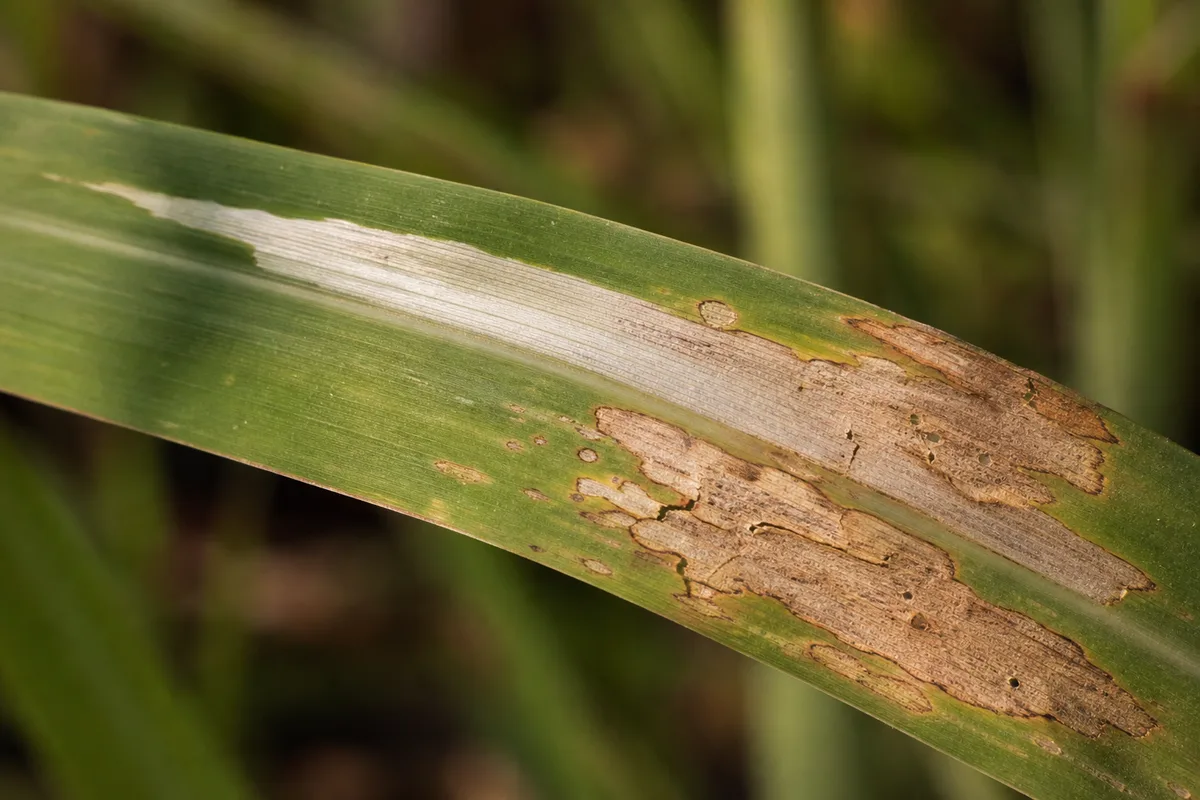 Close-up of Sunburn / Scorched Leaves on Lemongrass - diagnostic detail