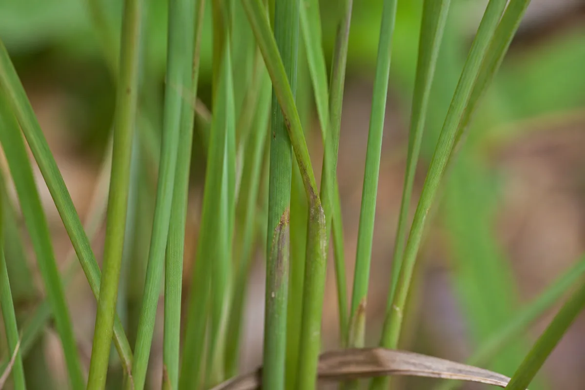 Close-up of Thin Stems on Lemongrass - diagnostic detail