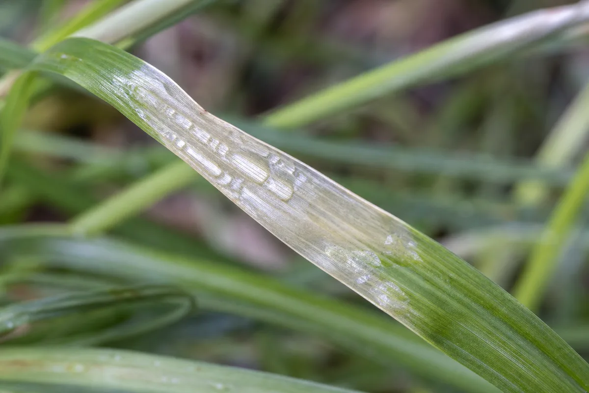 Close-up of Transparent Leaves on Lemongrass - diagnostic detail