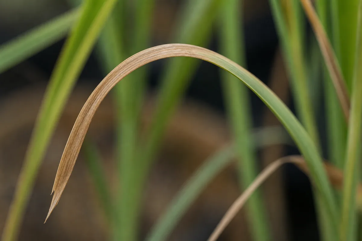 Close-up of Underwatering on Lemongrass - diagnostic detail