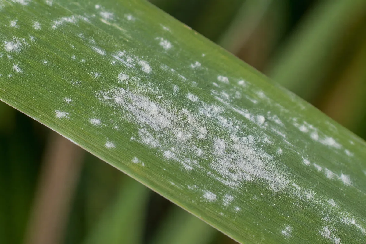 Close-up of White Spots on Lemongrass - diagnostic detail
