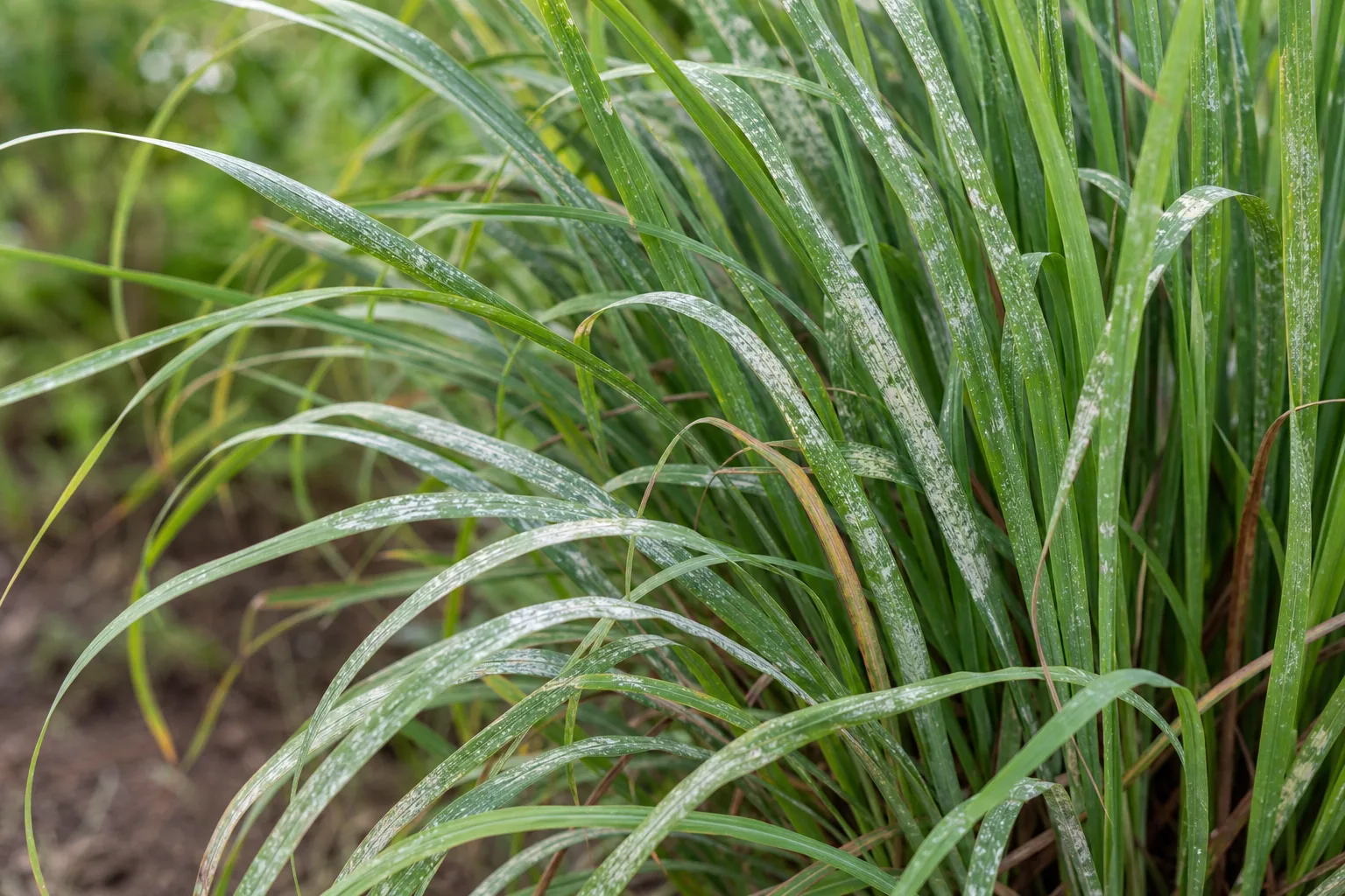 White Spots on Lemongrass - visible symptom on the plant