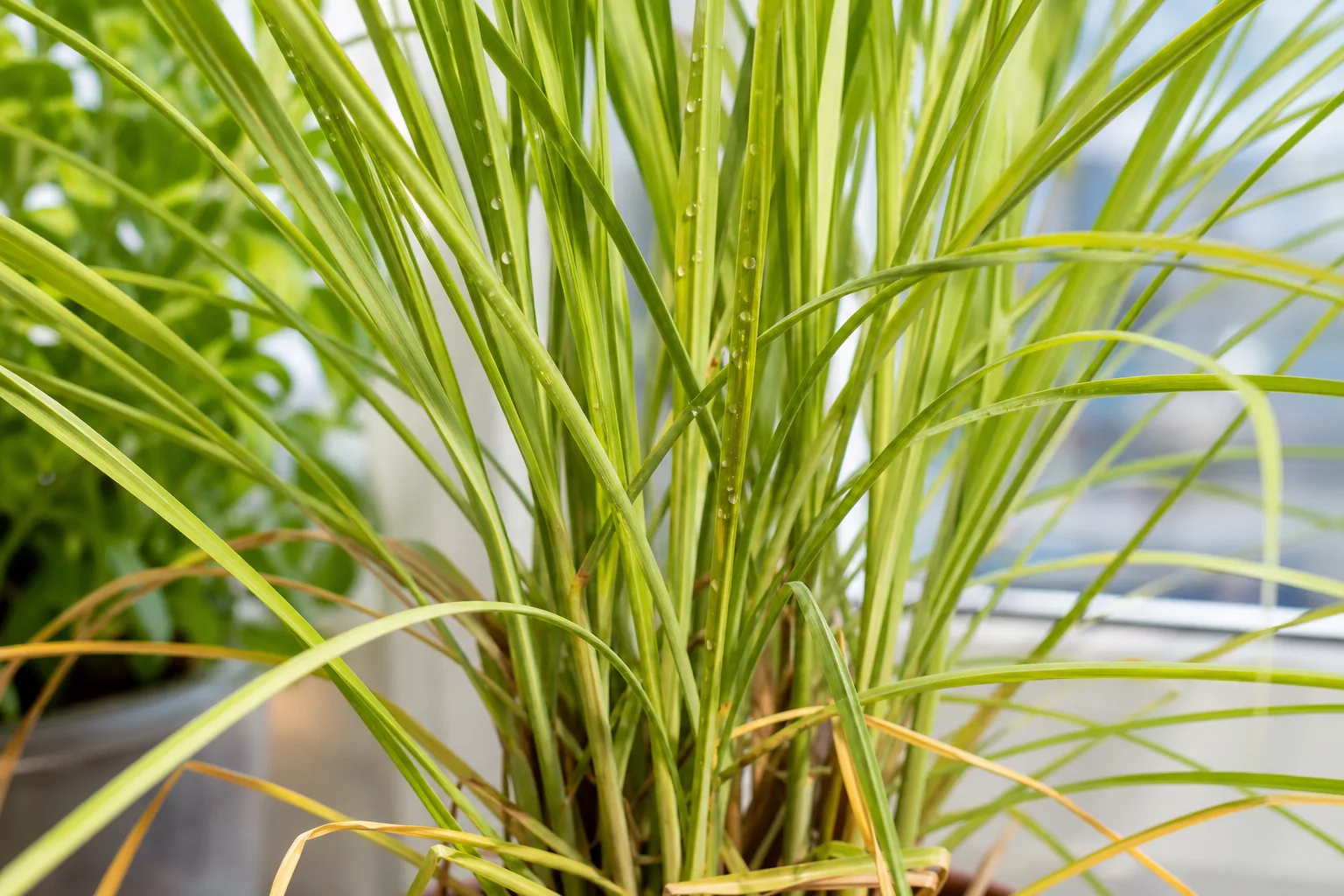Whiteflies on Lemongrass - visible symptom on the plant