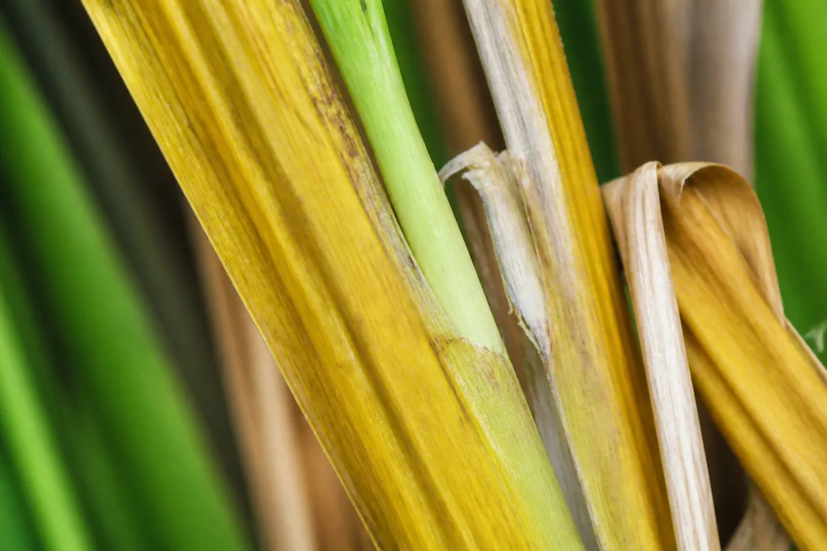Close-up of Yellow Leaves on Lemongrass - diagnostic detail