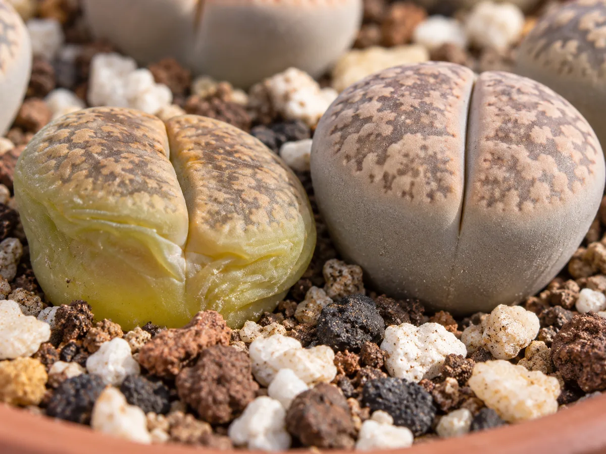 Close-up of drooping leaves on Lithops - soft sunken leaf body